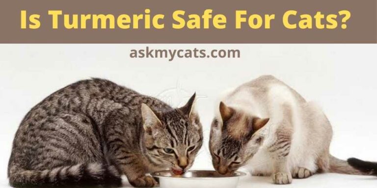 is-turmeric-safe-for-cats-how-do-i-give-turmeric-to-my-cat