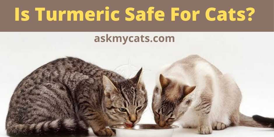 Is Turmeric Safe For Cats?