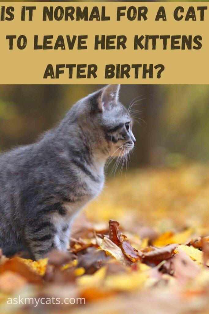 Is-it-normal-for-a-cat-to-leave-her-kittens-after-birth