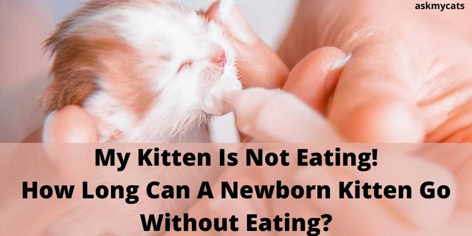 My kitten is not eating! how long can a newborn kitten go without eating?