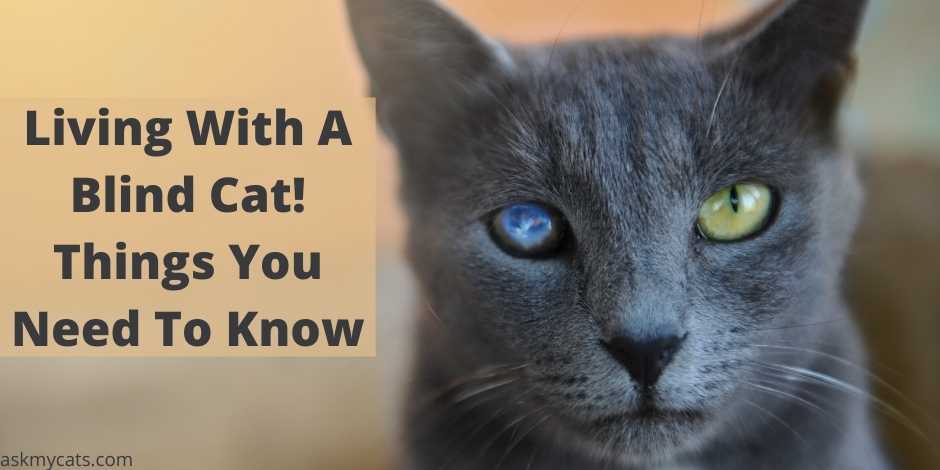 Living With A Blind Cat! Things You Need To Know