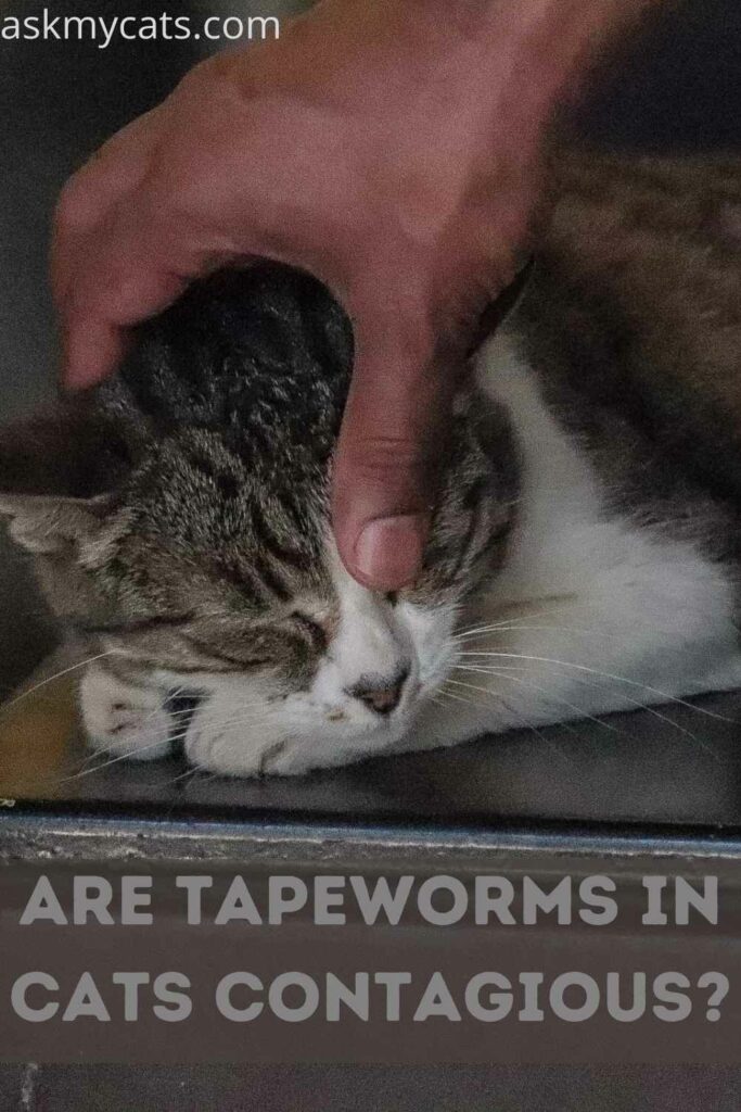 Are Tapeworms In Cats Contagious?