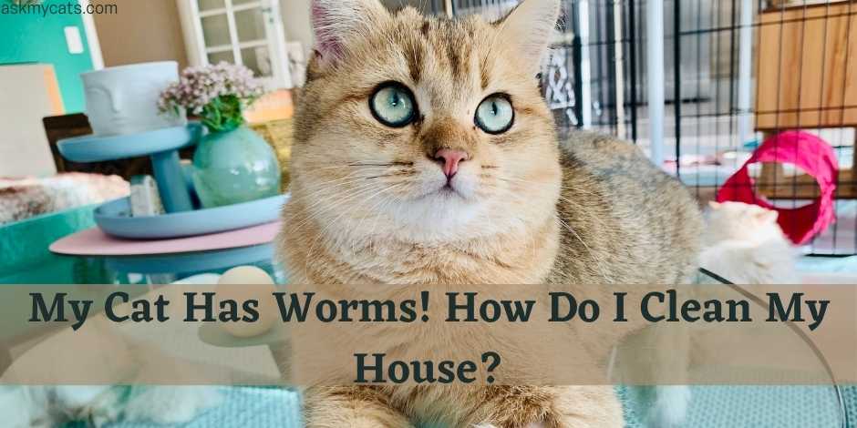 should i quarantine my cat with roundworms