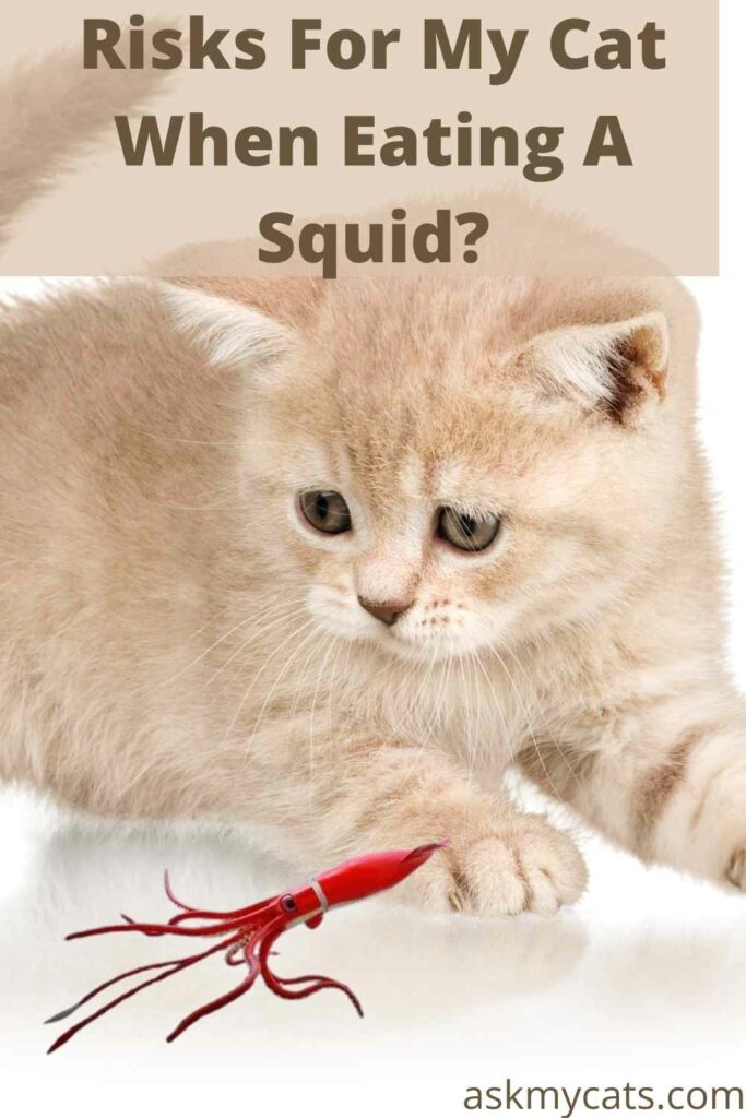 Risks For My Cat When Eating A Squid?