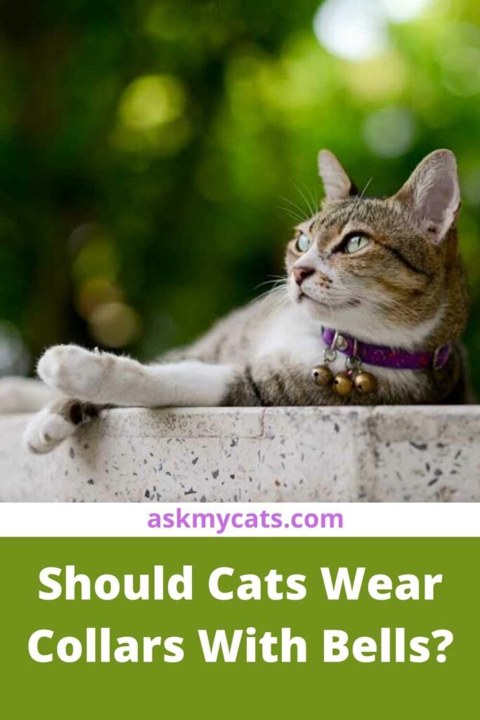 Should Cats Wear Collars With Bells?