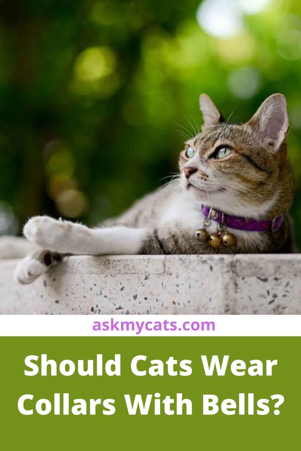 Do Cats Like Collars Or Hate It do-cats-like-collars-or-hate-it