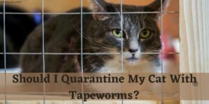 Should I Quarantine My Cat With Tapeworms?