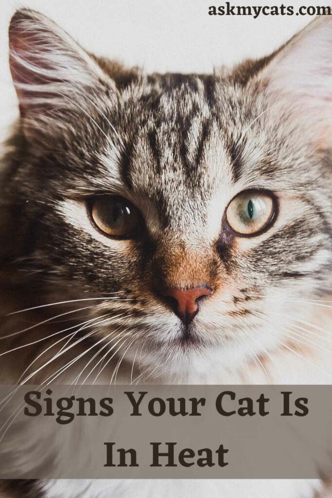 Signs Your Cat Is In Heat