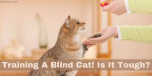 Training A Blind Cat! Is It Tough?