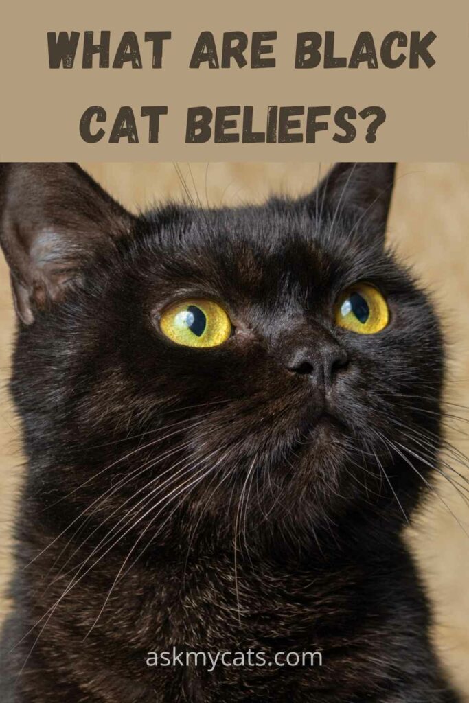 what are black cat beliefs?