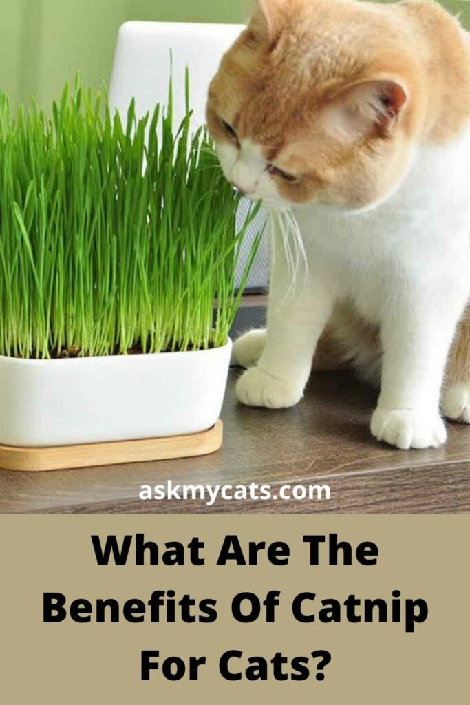 What Are The Benefits Of Catnip For Cats?