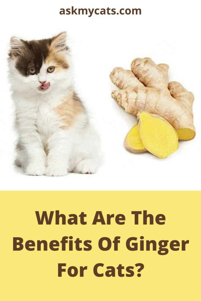 What Are The Benefits Of Ginger For Cats?