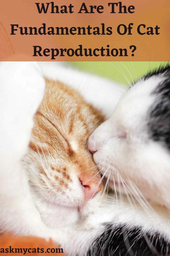 How many times should a cat mate store to get pregnant