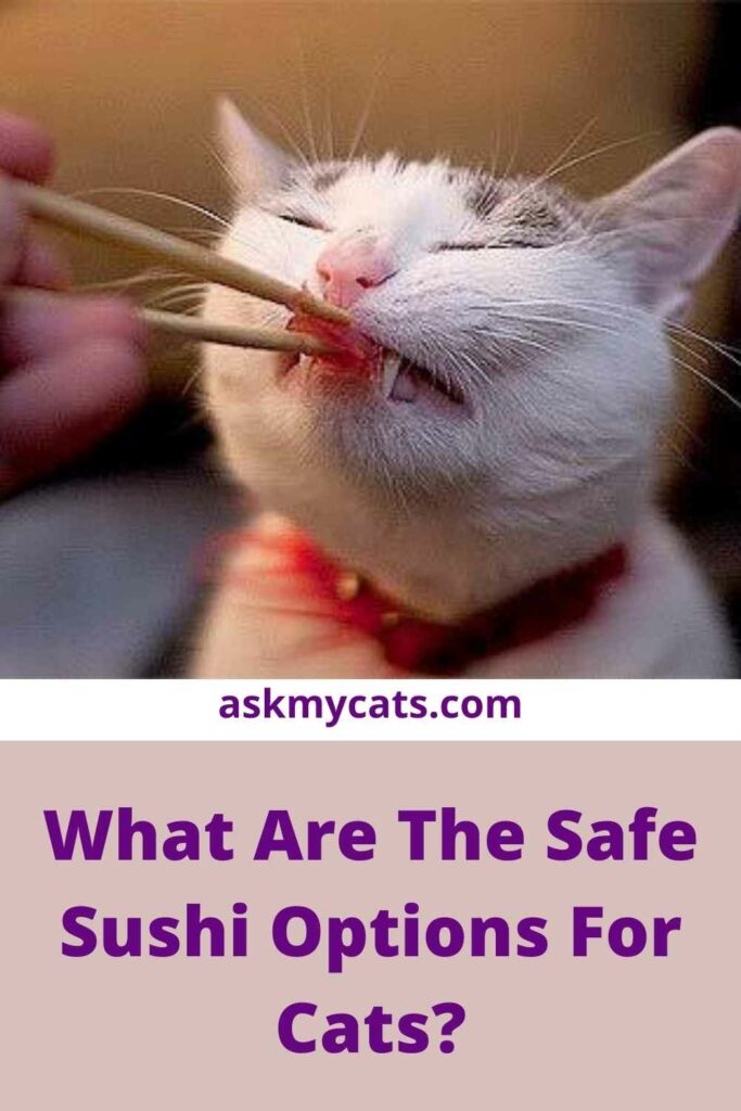 What Are The Safe Sushi Options For Cats?