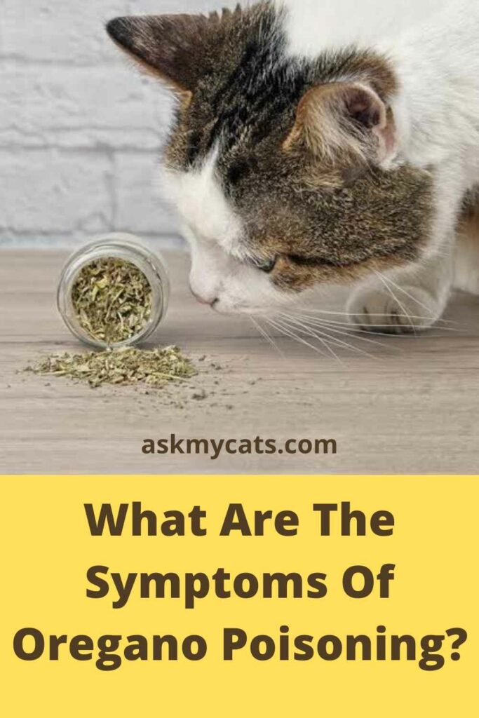 What Are The Symptoms Of Oregano Poisoning?