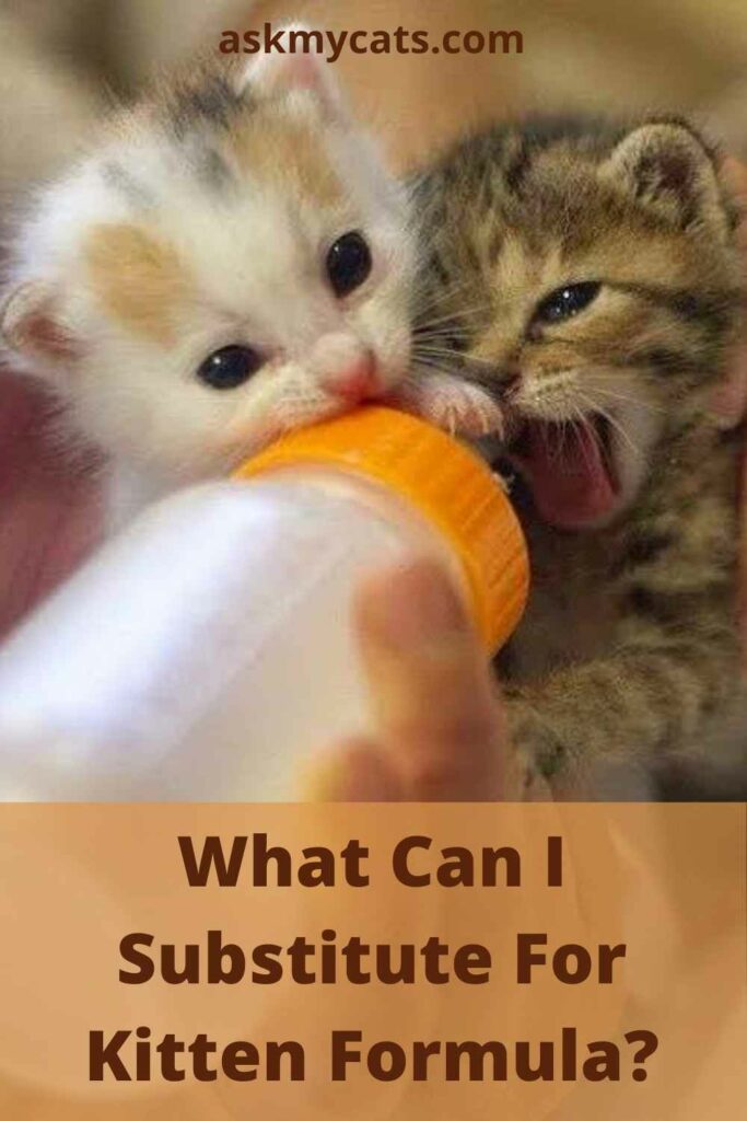What Can I Substitute For Kitten Formula?