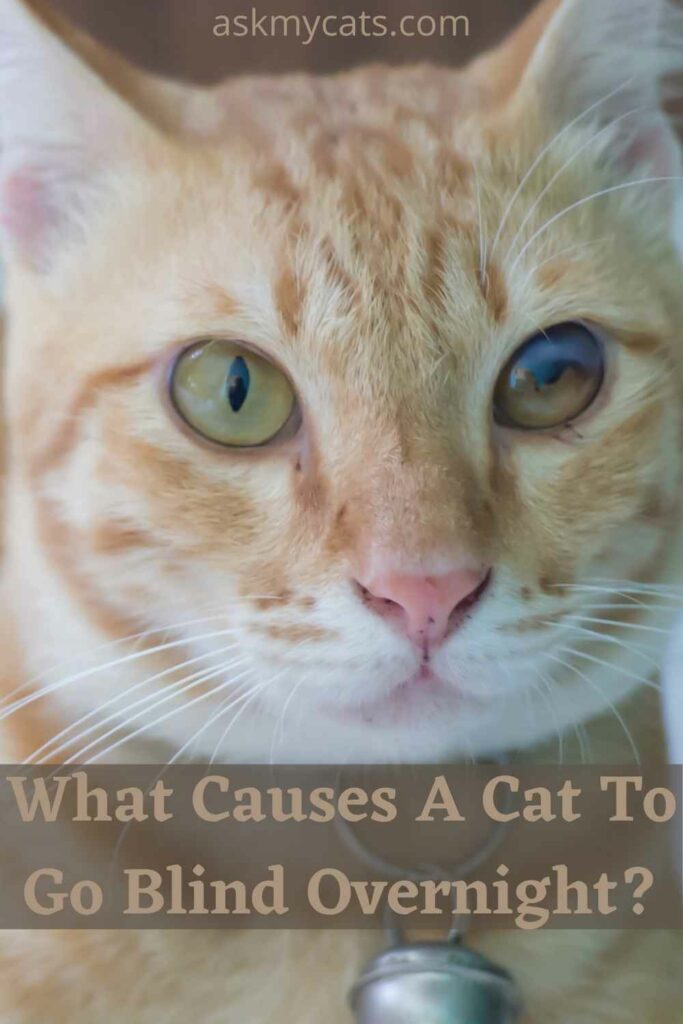 What Causes A Cat To Go Blind Overnight?