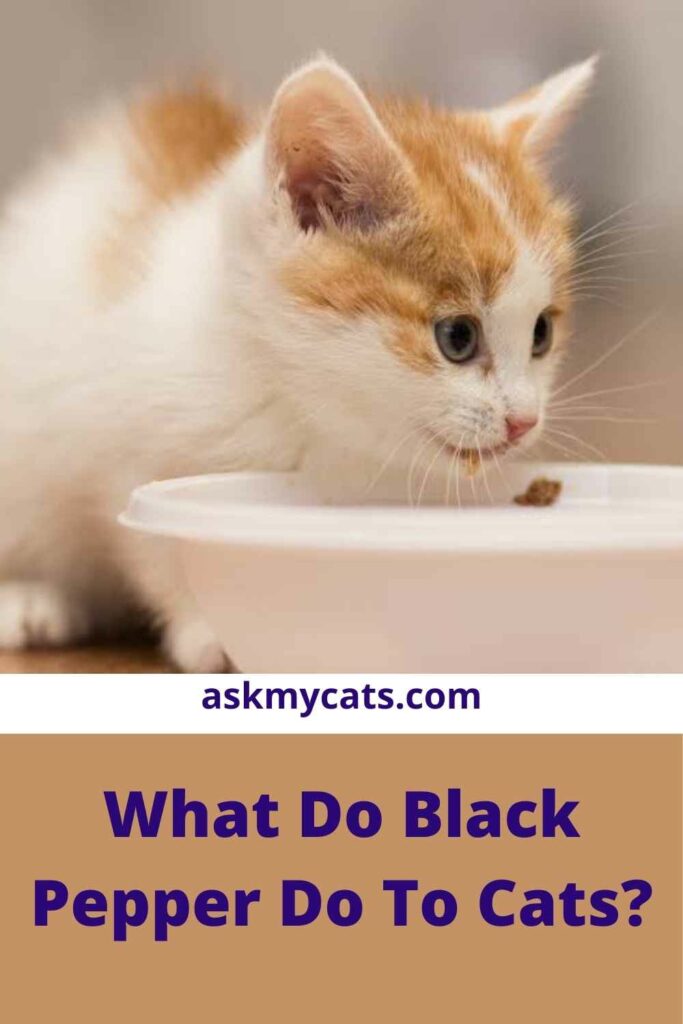 What Do Black Pepper Do To Cats?