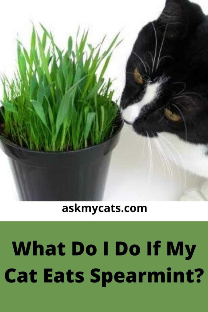 What Do I Do If My Cat Eats Spearmint?