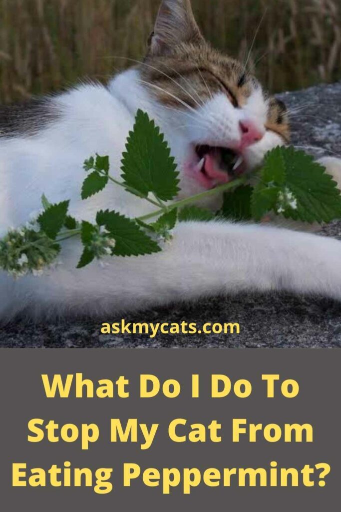 What Do I Do To Stop My Cat From Eating Peppermint?