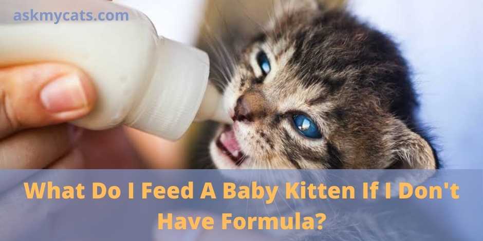 What Do I Feed A Baby Kitten If I Don't Have Formula?
