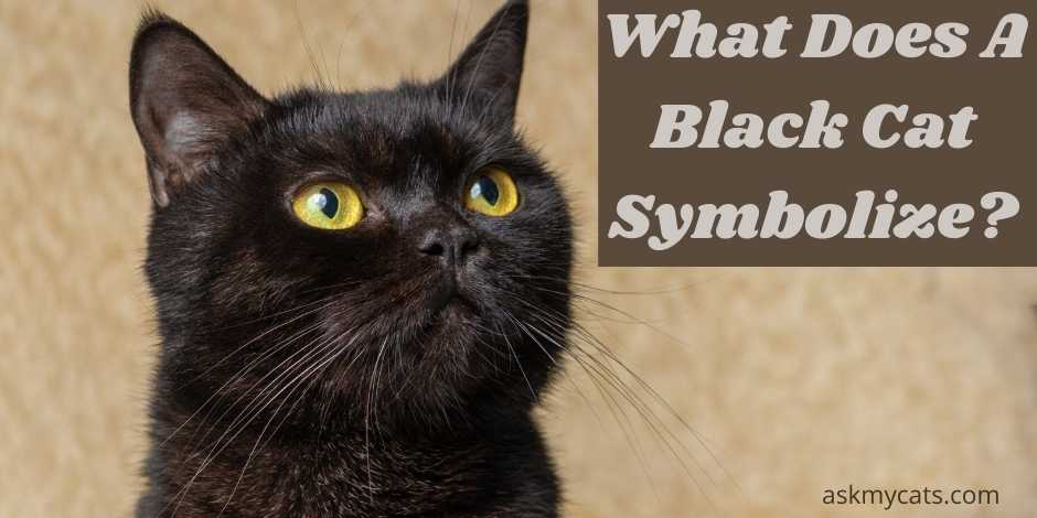 what does a black cat symbolize