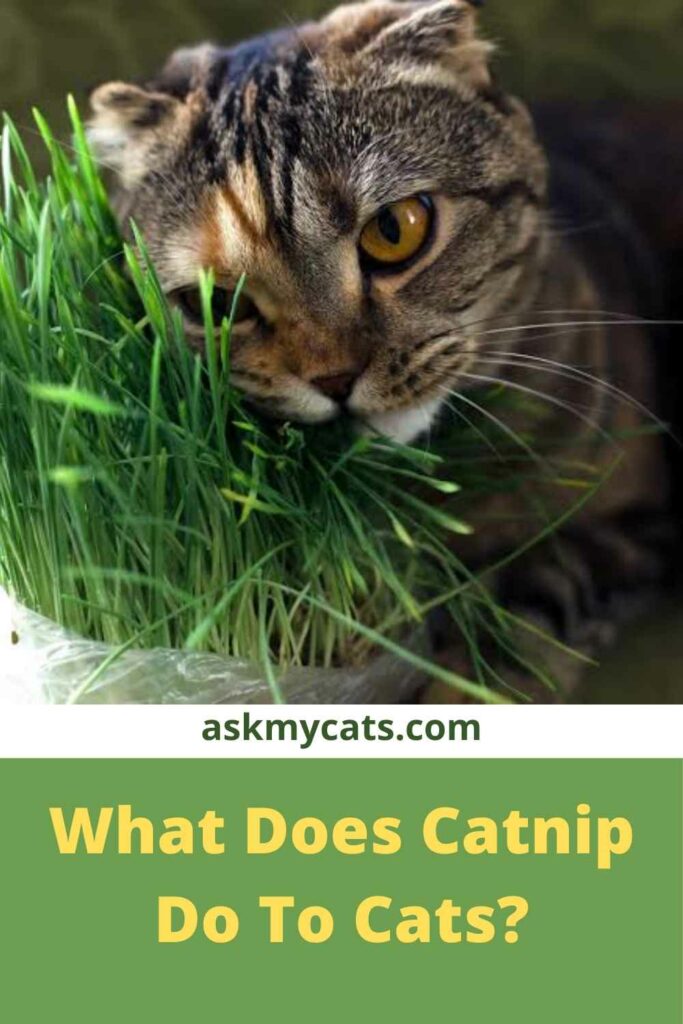 What Does Catnip Do To Cats?  