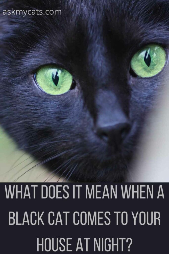 what does it mean when a black cat comes to your house at night?