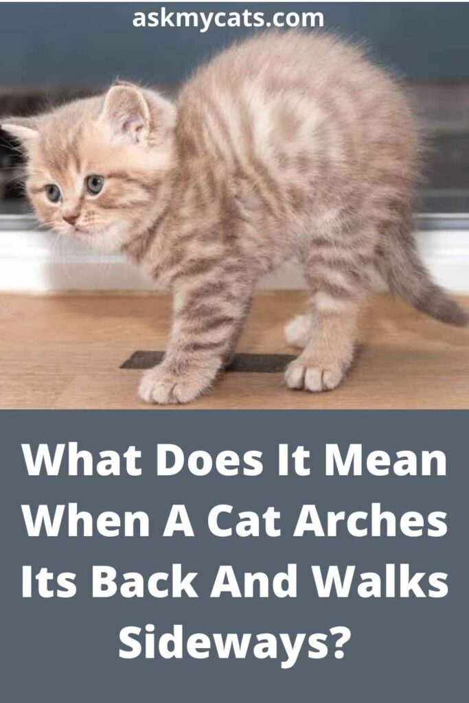 What Does It Mean When A Cat Arches Its Back And Walks Sideways?                                                                What Does It Mean When A Cat Arches Its Back And Walks Sideways?                                                                