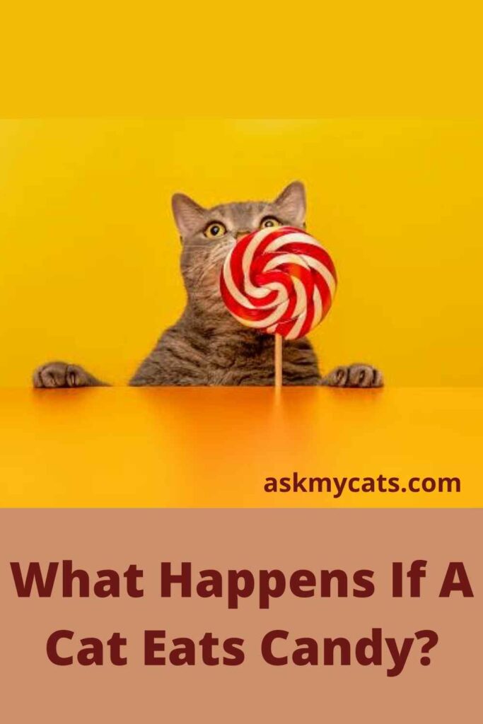 What Happens If A Cat Eats Candy?