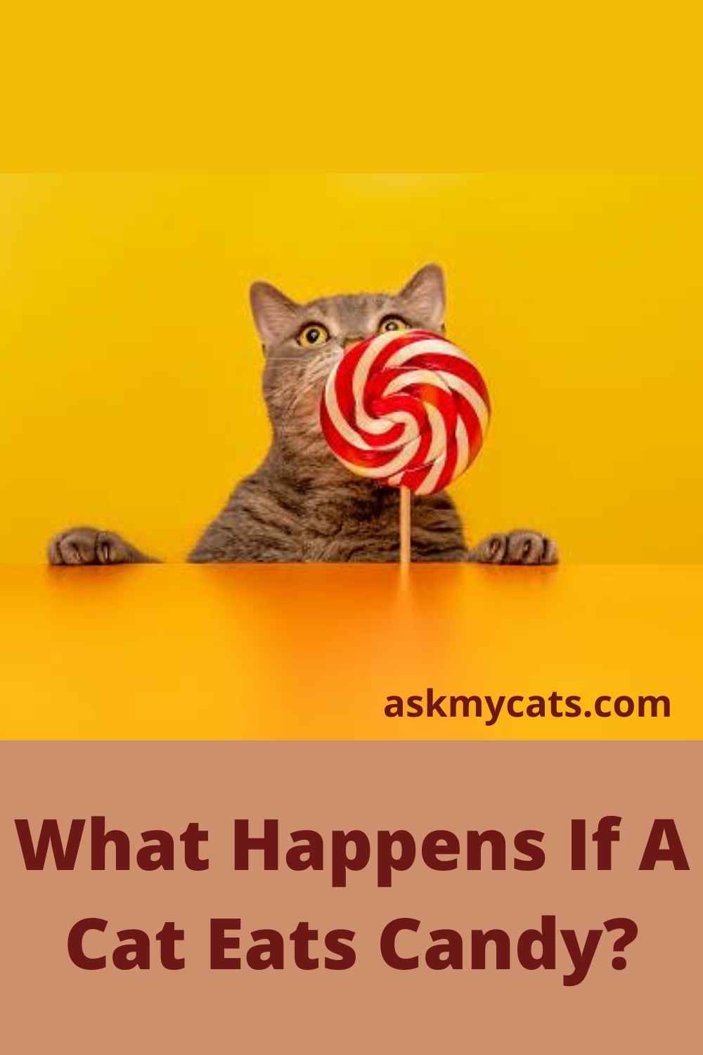 Can Cats Eat Candy Cotton Candy Is Candy Harmful To Cats 