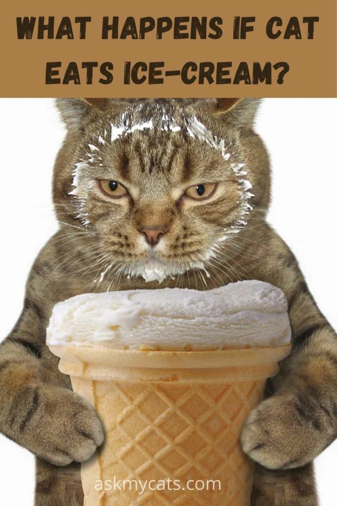 What Happens If Cat Eats Ice Cream