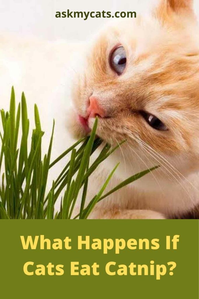 What Happens If Cats Eat Catnip?
