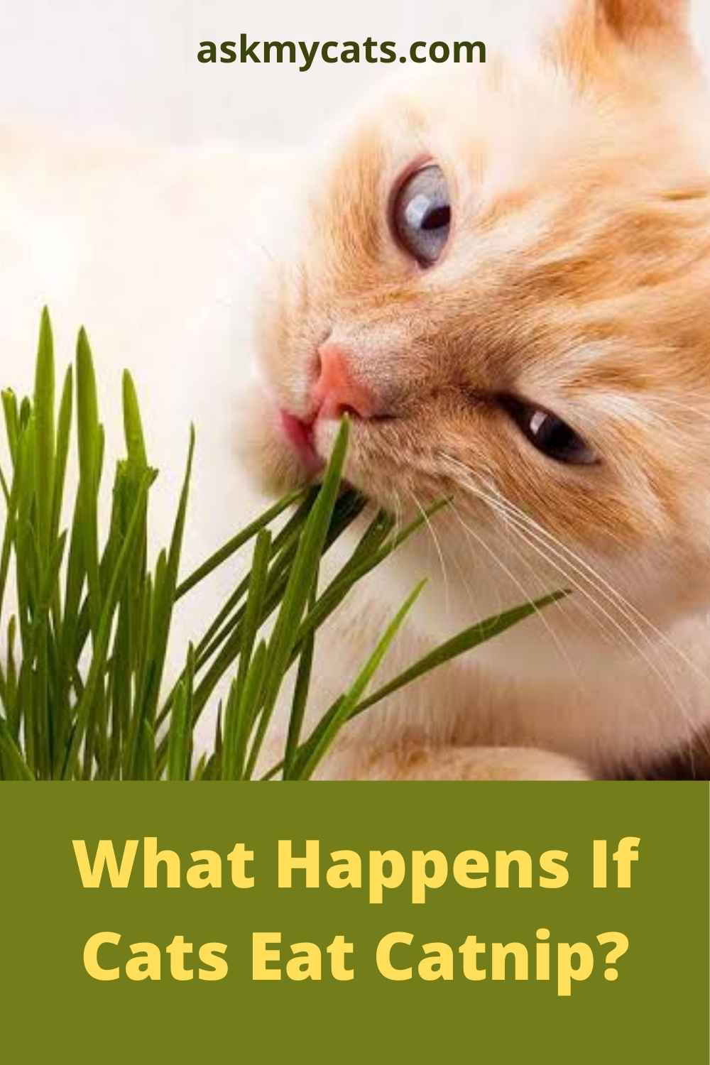Catnip: A Drug For Cats? Can I Give My Cat Catnip Everyday?
