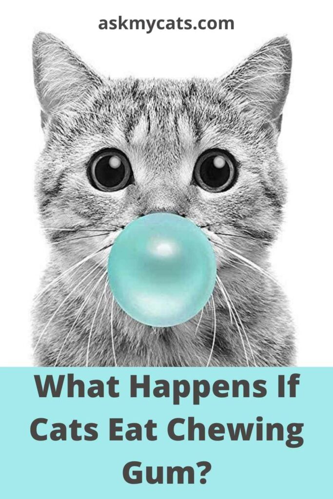 What Happens If Cats Eat Chewing Gum?