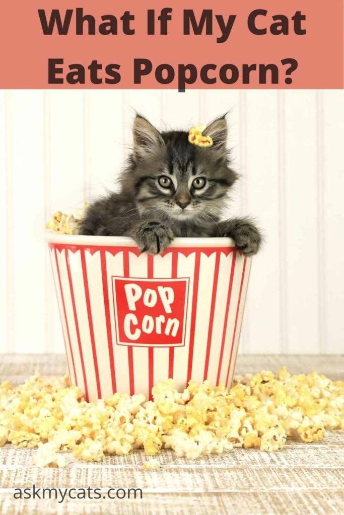 what if my cat eats popcorn?