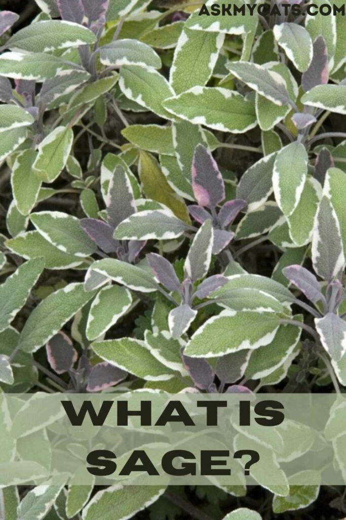 What Is Sage?