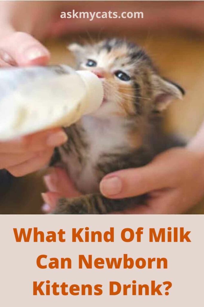 What Kind Of Milk Can Newborn Kittens Drink?