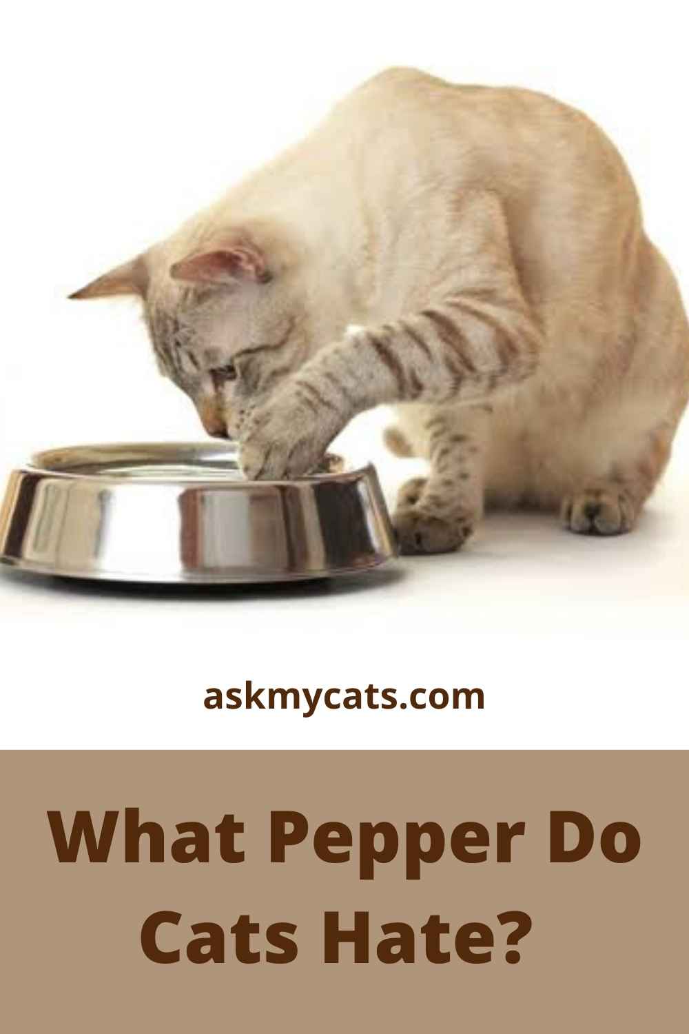 Can Cats Eat Pepper? Are Cats Allergic To Pepper?