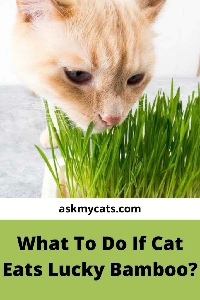 are bamboo plants poisonous to cats and dogs