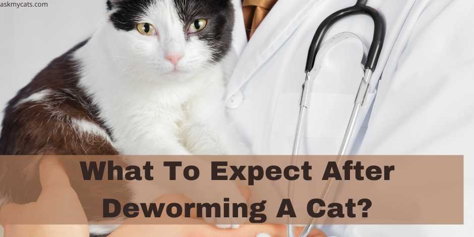 What To Expect After Deworming A Cat?