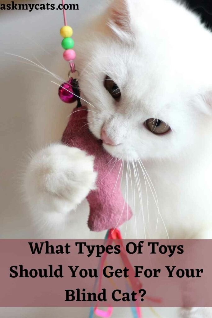 What Types Of Toys Should You Get For Your Blind Cat?