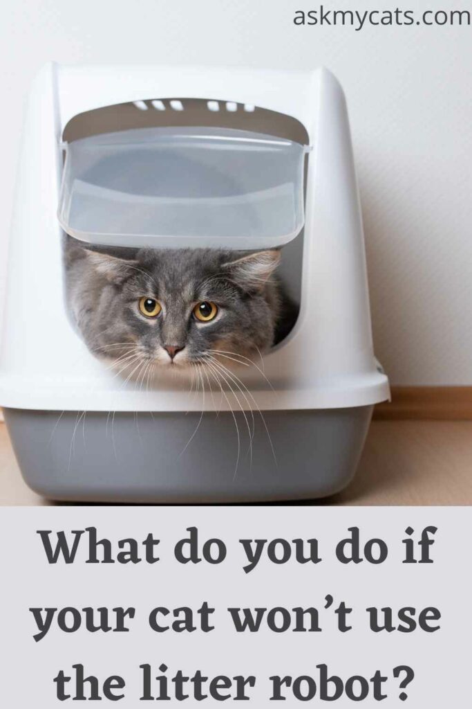 what do you do if your cat wont use the litter robot