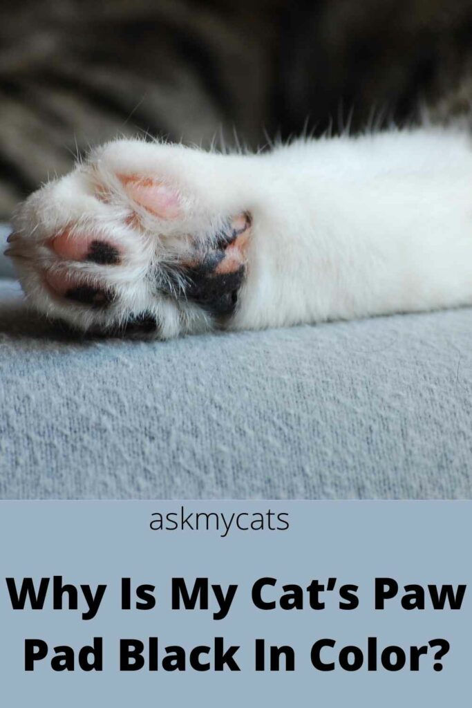 Why Is My Cat’s Paw Pad Black In Color?