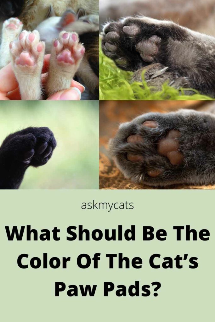 What Should Be The Color Of The Cat’s Paw Pads?