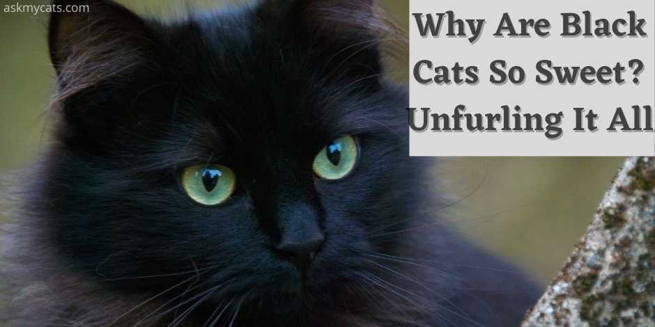 why black cats are so sweet? unfurling it all