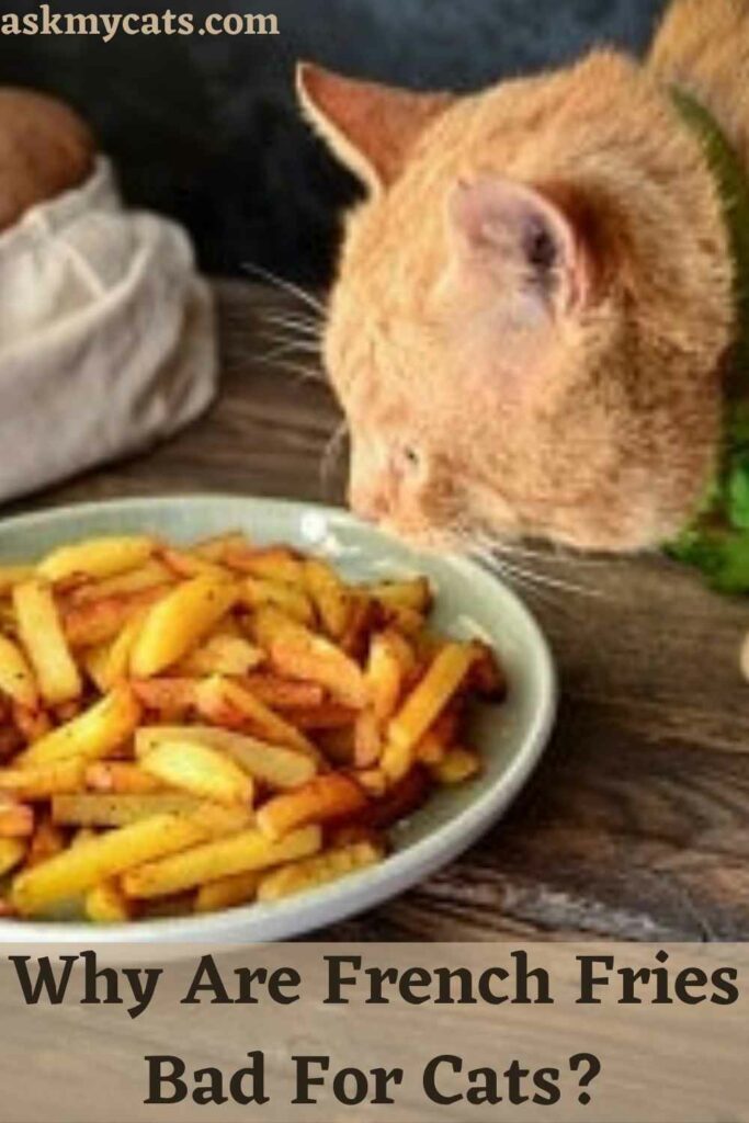 Why Are French Fries Bad For Cats?