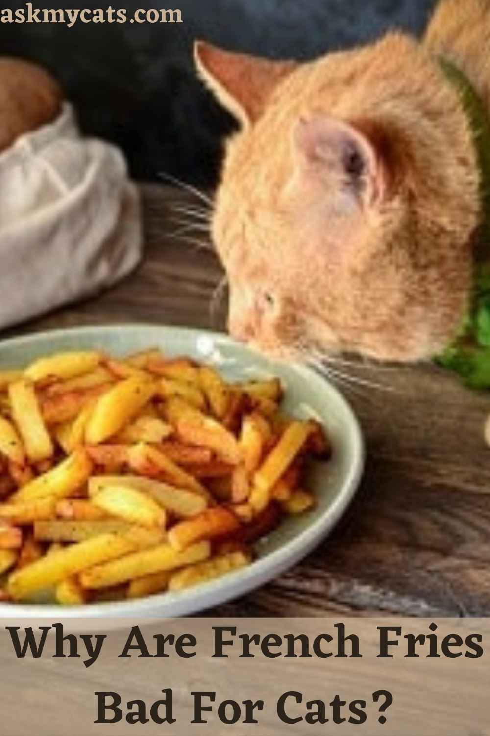 Can Cats Eat French Fries? Can French Fries Kill Cats?