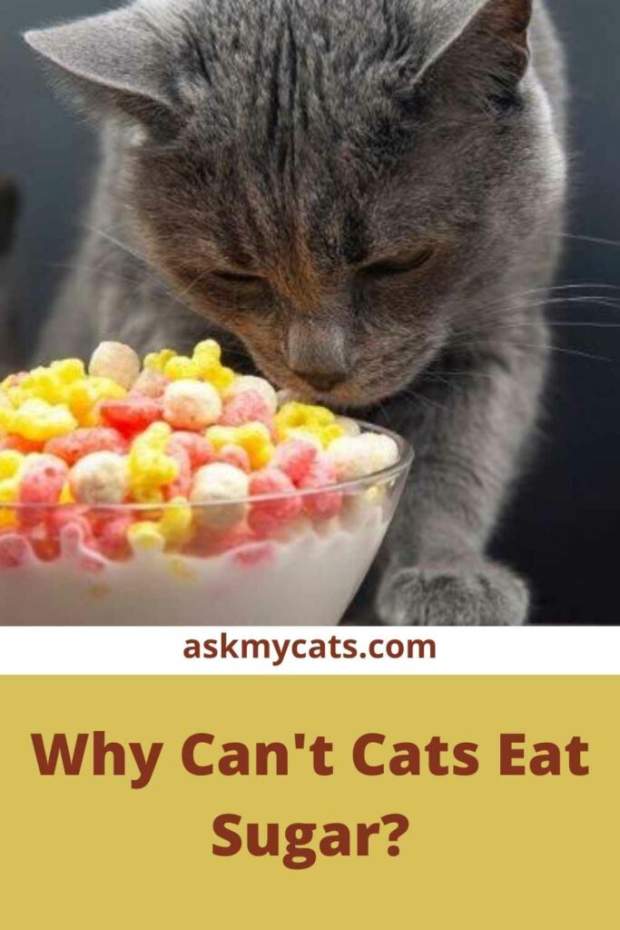 Why Can't Cats Eat Sugar?