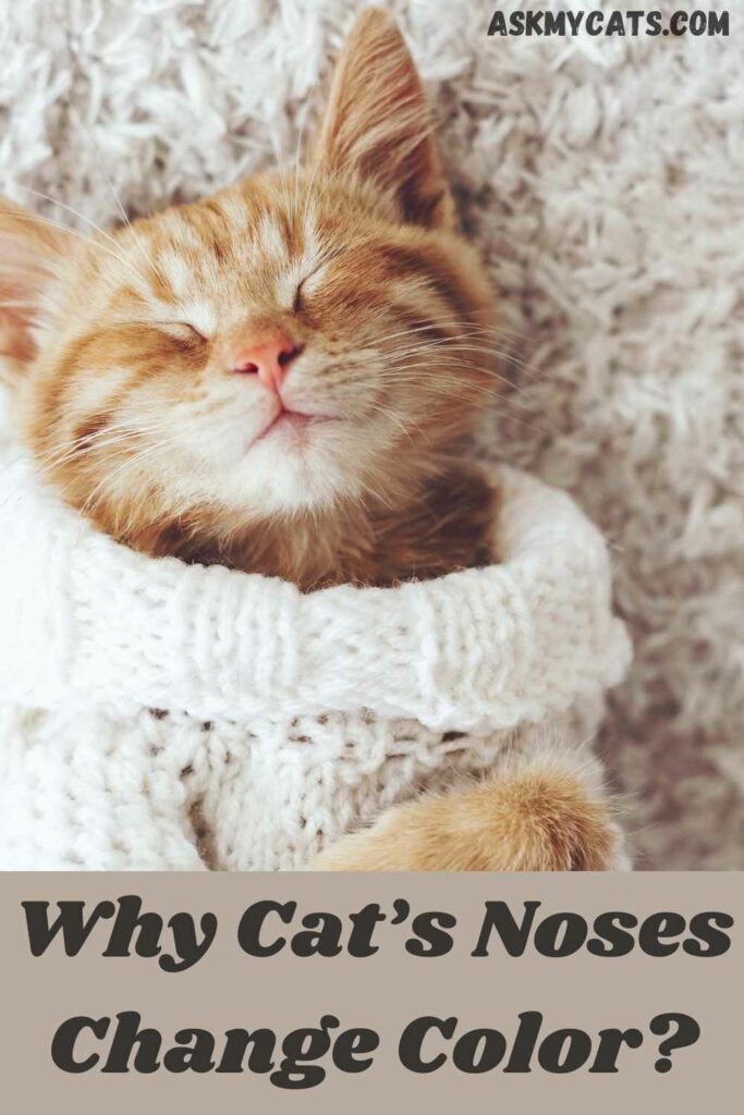 why cats noses change color?